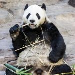 Панда сидит на попе и грызет тростник